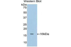 Western Blotting (WB) image for anti-Oncomodulin (OCM) (AA 1-109) antibody (ABIN1860096) (Oncomodulin Antikörper  (AA 1-109))