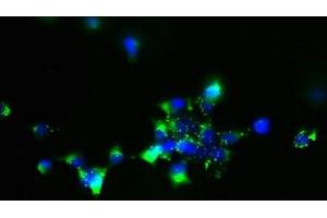 Immunofluorescent analysis of 293 cells using ABIN7170203 at dilution of 1:100 and Alexa Fluor 488-congugated AffiniPure Goat Anti-Rabbit IgG(H+L) (MCART1 Antikörper  (AA 1-35))