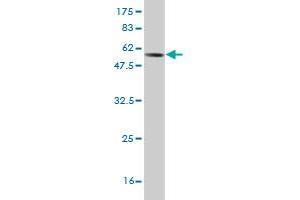 Western Blotting (WB) image for anti-Fibrinogen-Like 1 (FGL1) (AA 19-312) antibody (ABIN560880)
