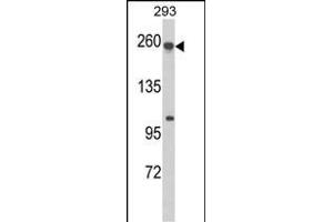 Western blot analysis of ABCC5 Antibody (Center) (ABIN652519 and ABIN2842348) in 293 cell line lysates (35 μg/lane). (ABCC5 Antikörper  (AA 625-652))