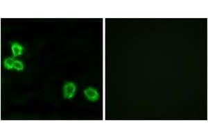 Immunofluorescence analysis of MCF7 cells, using BAI1 Antibody. (BAI1 Antikörper  (AA 691-740))