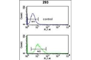 CDC14B Antibody (Center) (ABIN653024 and ABIN2842645) flow cytometry analysis of 293 cells (bottom histogram) compared to a negative control cell (top histogram). (CDC14B Antikörper  (AA 188-215))