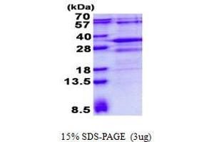Image no. 1 for Chromosome 1open Reading Frame 89 (C1orf89) protein (His tag) (ABIN6387099)