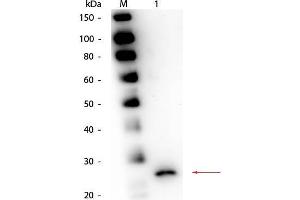 Western Blot of Goat anti-Papain Antibody. (Papain Antikörper)