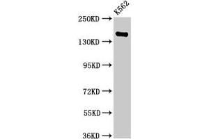 FGD6 antibody  (AA 1138-1352)