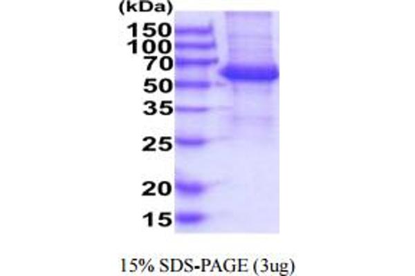 KIR2DL4/CD158d Protein (AA 24-242) (hIgG-His-tag)