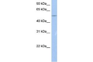 WB Suggested Anti-BC37295_3 Antibody Titration:  0. (ZNF835 Antikörper  (N-Term))