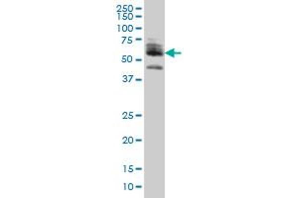 ZNF345 Antikörper  (AA 1-111)
