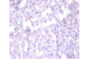 Immunohistochemistry of paraffin-embedded human liver tissue using ABIN7144083 at dilution of 1:100 (ANG Antikörper  (AA 26-147))
