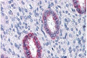 Anti-DPEP1 antibody  ABIN960763 IHC staining of human uterus. (DPEP1 Antikörper  (Internal Region))
