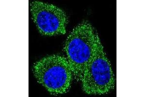 Immunofluorescence (IF) image for anti-Prolactin-Induced Protein (PIP) antibody (ABIN2996033) (PIP Antikörper)