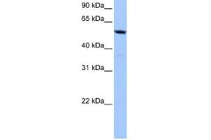 WB Suggested Anti-C18orf54 Antibody Titration: 0.