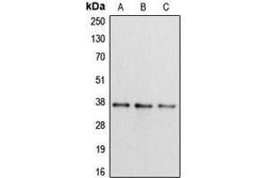 Western blot analysis of Apolipoprotein L2 expression in HepG2 (A), mouse liver (B), rat brain (C) whole cell lysates.