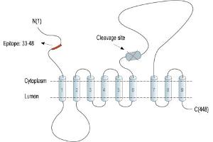 anti-Presenilin 2 (Alzheimer Disease 4) (PSEN2) (AA 33-48), (Intracellular), (N-Term) antibody