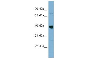 WB Suggested Anti-WDR55  Antibody Titration: 0.