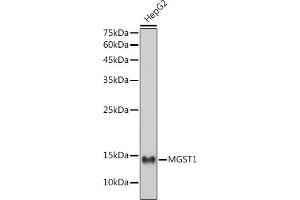 Western blot analysis of extracts of HepG2 cells, using MGST1 antibody (ABIN7268512) at 1:1000 dilution. (MGST1 Antikörper)
