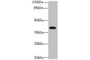 Western blot All lanes: PTAFR antibody at 4 μg/mL + Mouse lung tissue Secondary Goat polyclonal to rabbit IgG at 1/10000 dilution Predicted band size: 40 kDa Observed band size: 40 kDa (PTAFR Antikörper  (AA 297-342))