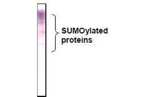 Western Blotting (WB) image for anti-Small Ubiquitin Related Modifier 2/3 (SUMO2/3) (full length) antibody (ABIN2452139) (SUMO2/3 Antikörper  (full length))