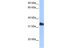 WB Suggested Anti-DND1 Antibody Titration:  0. (DND1 Antikörper  (C-Term))