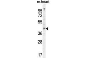 ZBTB42 Antibody (N-term) western blot analysis in mouse heart tissue lysates (35 µg/lane). (ZBTB42 Antikörper  (N-Term))