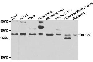 Western blot analysis of extracts of various cell lines, using BPGM antibody. (BPGM Antikörper  (AA 1-259))