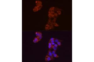 Immunofluorescence analysis of HepG2 cells using FGF1 Rabbit pAb (ABIN3021072, ABIN3021073, ABIN3021074 and ABIN6213939) at dilution of 1:50 (40x lens). (FGF1 Antikörper  (AA 16-155))