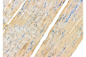 ABIN6263636 and ABIN6272362 at 1/100 staining Rat muscle tissue by IHC-P. (Nicalin Antikörper  (N-Term))
