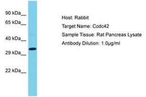 Image no. 1 for anti-Coiled-Coil Domain Containing 42 (CCDC42) (AA 161-210) antibody (ABIN6750336) (CCDC42 Antikörper  (AA 161-210))