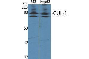 Western Blot (WB) analysis of specific cells using CUL-1 Polyclonal Antibody.