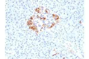 Formalin-fixed, paraffin-embedded human Pancreas stained with Ferritin, Light Chain Mouse Monoclonal Antibody (FTL/1387). (FTL Antikörper  (AA 38-165))