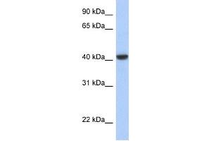 WB Suggested Anti-JUN Antibody Titration:  0. (C-JUN Antikörper  (N-Term))
