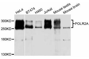 Western blot analysis of extracts of various cell lines, using POLR2A antibody (ABIN5998562) at 1/1000 dilution. (POLR2A/RPB1 Antikörper)