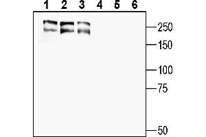 Western blot analysis of human  MG glioblastoma cell line lysate (lanes 1 and 4), human  breast adenocarcinoma (lanes 2 and 5) and human 1311N1 astrocytoma cell line lysate (lanes 3 and 6):1-3.