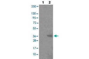 Western blot analysis of Lane 1: antigen-specific peptide treated JK cells, Lane 2: JK cells with HNRNPD (phospho S83) polyclonal antibody  at 1:500-1:1000 dilution. (HNRNPD/AUF1 Antikörper  (pSer83))