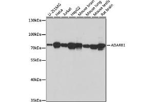 Western blot analysis of extracts of various cell lines, using  antibody (ABIN7265459) at 1:1000 dilution. (RED1 Antikörper  (AA 180-380))
