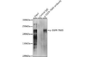 Immunoprecipitation analysis of 200 μg extracts of A-431 cells, using 3 μg Phospho-EGFR-T669 pAb (ABIN3019460, ABIN3019461, ABIN3019462 and ABIN6225383). (EGFR Antikörper  (pThr669))