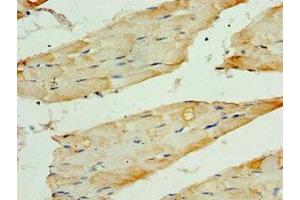 Immunohistochemistry of paraffin-embedded human skeletal muscle tissue using ABIN7171727 at dilution of 1:100 (TRF1 Antikörper  (AA 260-439))