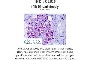Image no. 1 for anti-Chloride Intracellular Channel 5 (CLIC5) (AA 91-191) antibody (ABIN1723915) (CLIC5 Antikörper  (AA 91-191))