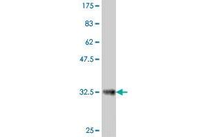 Western Blot detection against Immunogen (33. (TMEM11 Antikörper  (AA 128-192))