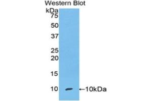 Western Blotting (WB) image for anti-Secretoglobin, Family 1A, Member 1 (Uteroglobin) (SCGB1A1) (AA 22-96) antibody (ABIN1173807)