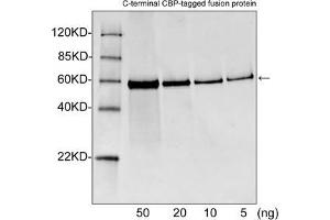 Western blot analysis of CBP tagged fusion proteins expressed in E. (CBP Tag Antikörper)