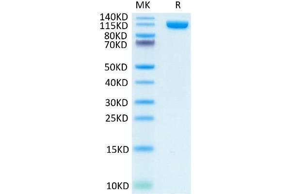 PSMA Protein (AA 44-750) (Fc Tag)