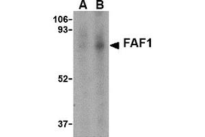 Western Blotting (WB) image for anti-Fas (TNFRSF6) Associated Factor 1 (FAF1) (C-Term) antibody (ABIN1030385) (FAF1 Antikörper  (C-Term))