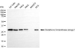 anti-Glutathione S-Transferase omega 1 (GSTO1) antibody
