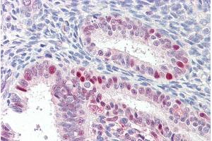 ABIN238658 (3. (MARCH7 Antikörper  (Internal Region))