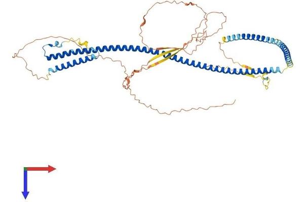 POF1B Protein (AA 1-589) (His tag)