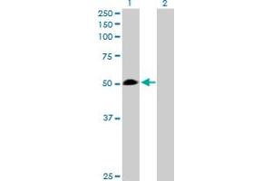 Western Blot analysis of WARS expression in transfected 293T cell line by WARS MaxPab polyclonal antibody. (WARS Antikörper  (AA 1-471))
