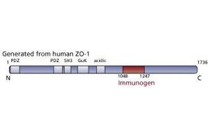 Image no. 3 for anti-Tight Junction Protein 1 (TJP1) (AA 1048-1247) antibody (ABIN968283) (TJP1 Antikörper  (AA 1048-1247))