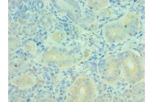 Immunohistochemistry of paraffin-embedded human pancreatic tissue using ABIN7160627 at dilution of 1:100 (MTM1 Antikörper  (AA 484-603))