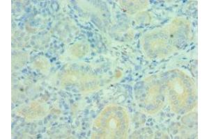 Immunohistochemistry of paraffin-embedded human pancreatic tissue using ABIN7160627 at dilution of 1:100 (MTM1 Antikörper  (AA 484-603))